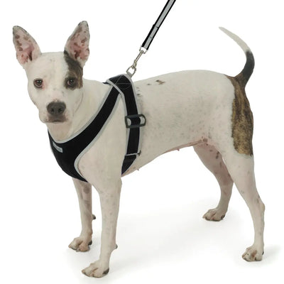 My Canine Kids Precision Fit Harness on Dog in Black