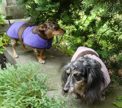 Waterproof Nylon Blanket Coat Warm Winter Dog Coat | 6 LBS to 90 LBS