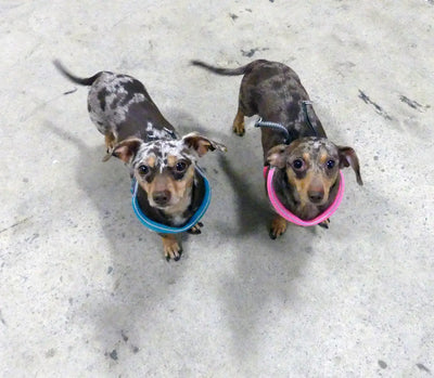 Coralpina Step in mesh dog harness dachshunds