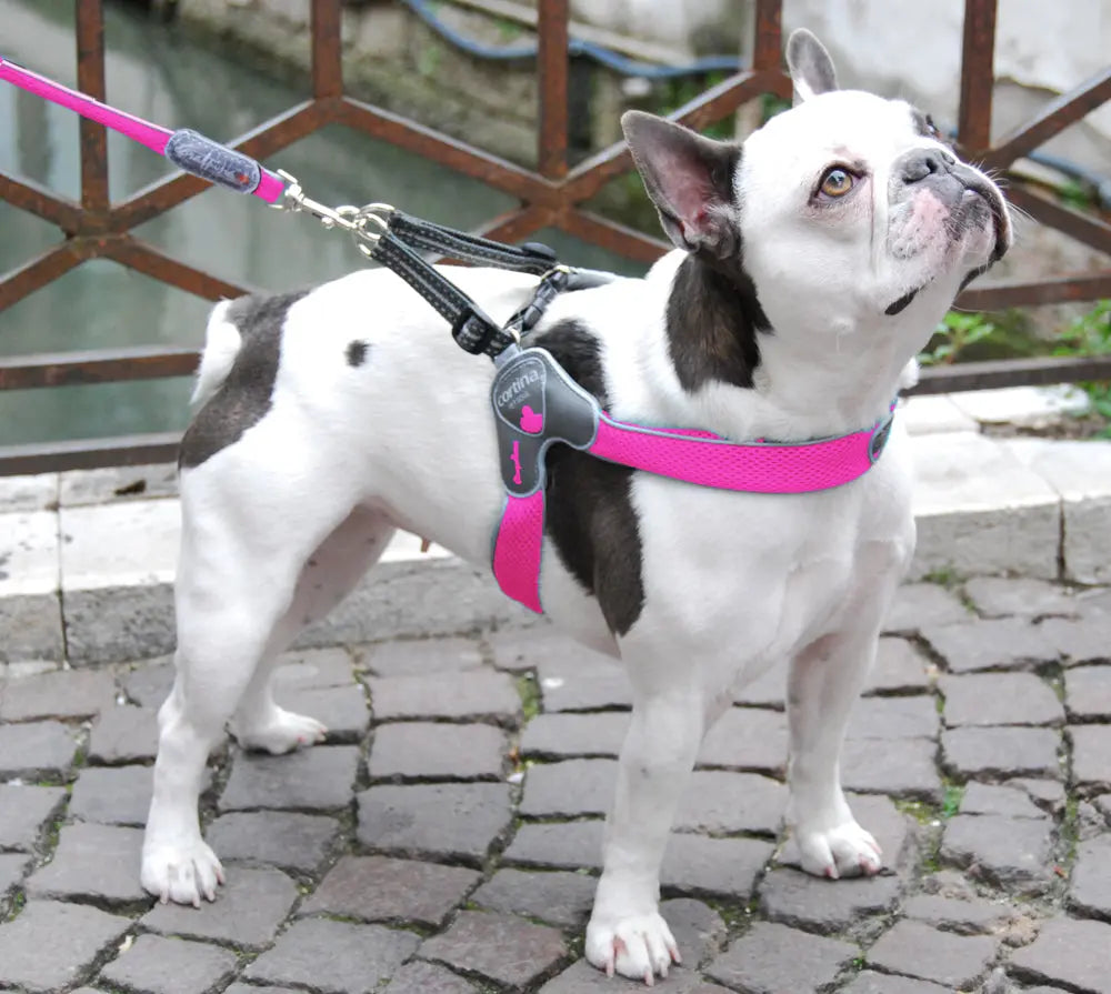 Coralpina Step in mesh dog harness pink boston terrier