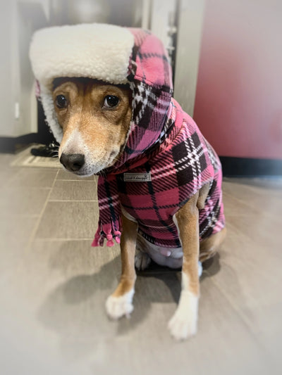 aviator dog hat and scarf set