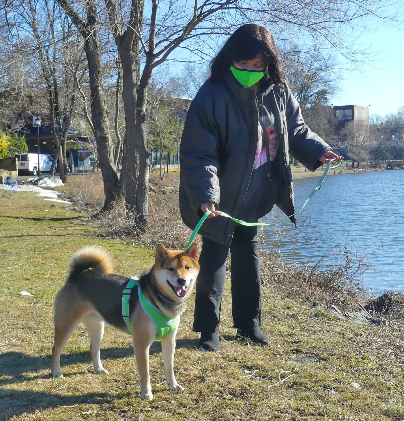 My Canine Kids Precision Fit Harness on Dog in green