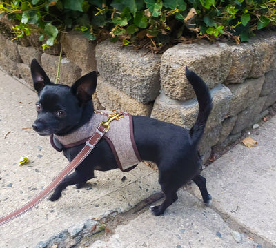 Twill - The Tiny Dog Harness Vest | 2 LBS to 8 LBS