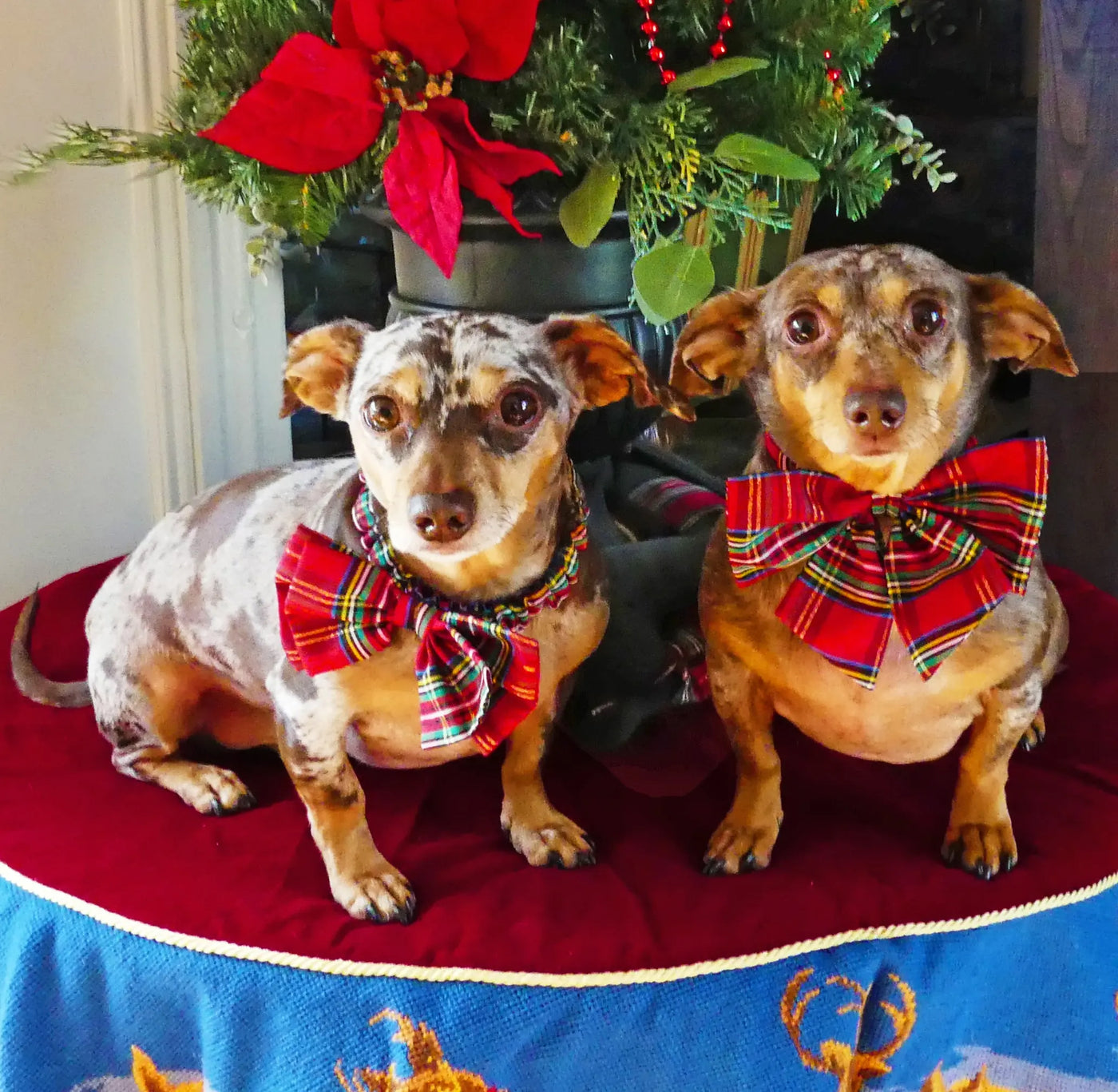 Holiday Tartan Bow Tie Scrunchie for Boy Dogs