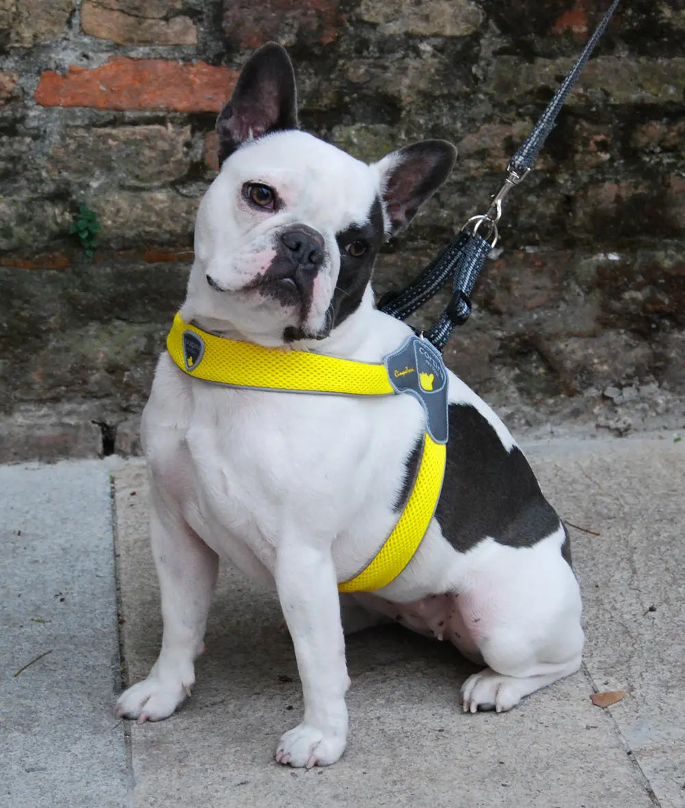 Coralpina Step in mesh dog harness yellow boston terrier