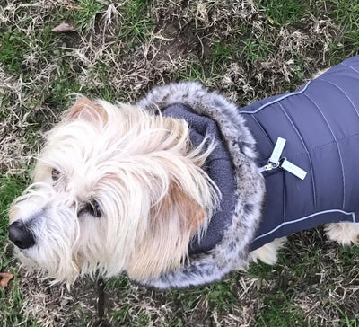 cute dog wearing gray apres ski jacket