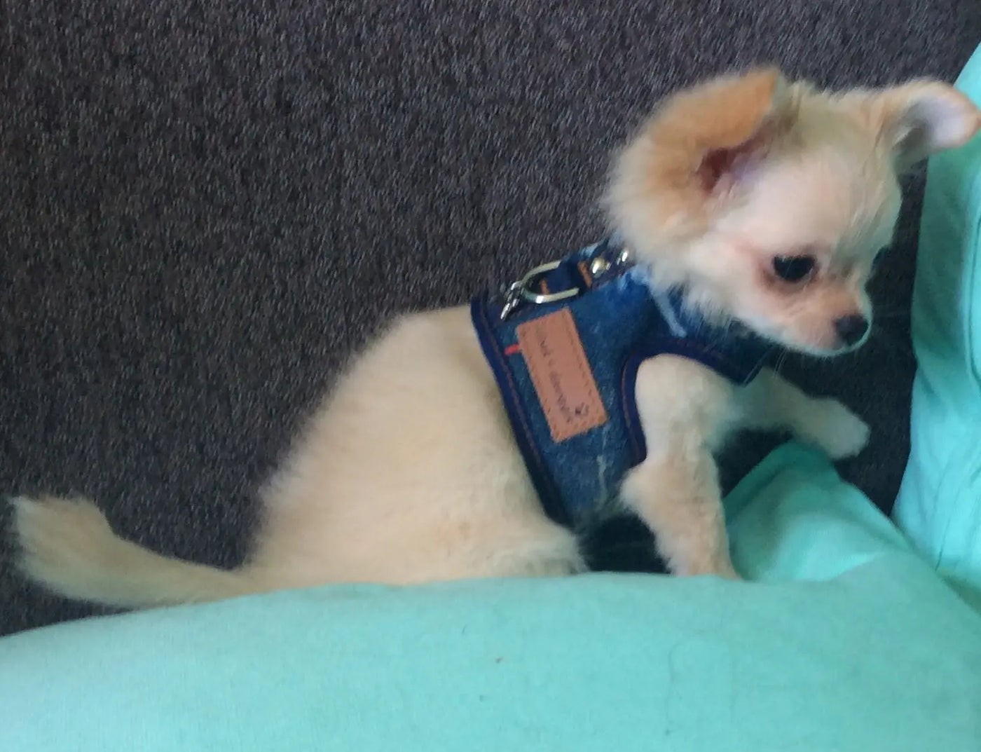 Tiny Dog wearing denim dog harness vest 4600 lace print cloak and dawggie