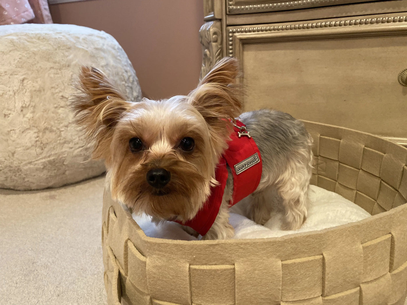Step n Go Red Harness on Yorkie