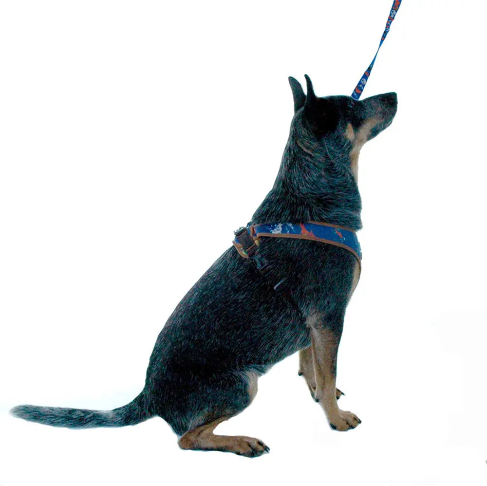 Dog wearing denim splash print dog harness 4500 cloak and dawggie 