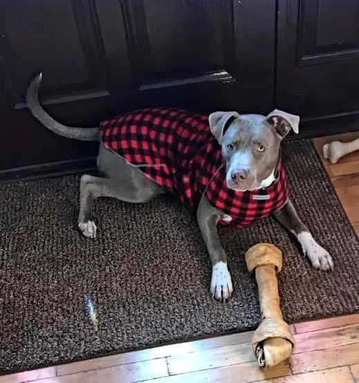pitbull mix wearing red plain fleece sweater