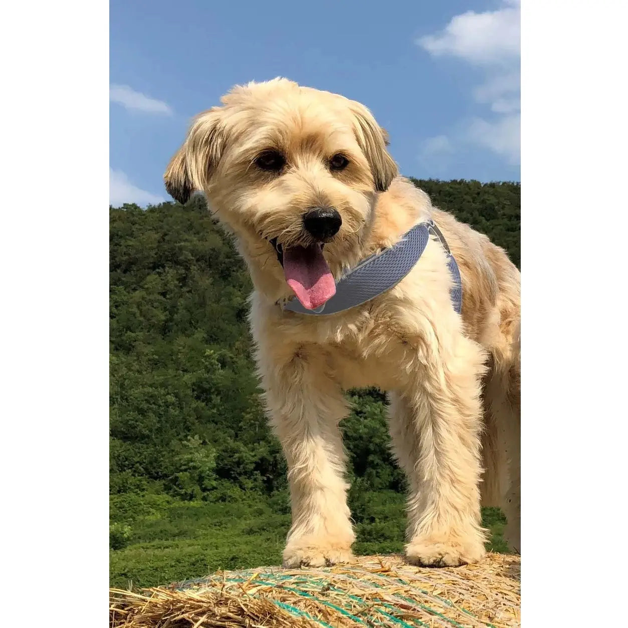 Best harness for wheaten cheap terrier