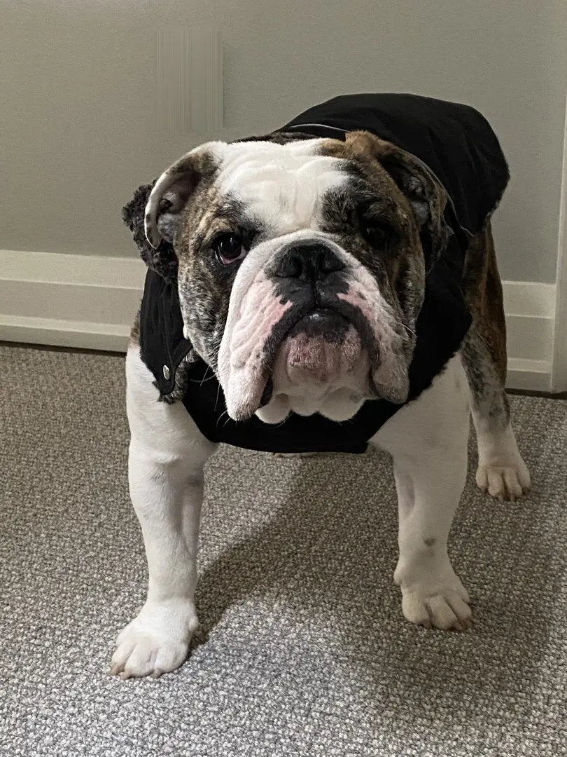 Mighty Dog Coat on a n english bulldog
