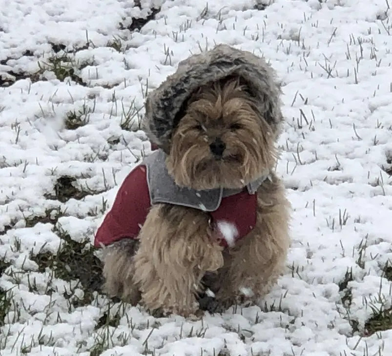 Flannel Apre` Ski Parka Luxury Dog Coat Gray Flannel Burgundy on a dog