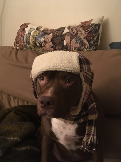 Anerican Staffordshire terrier wearing hat and scarf set