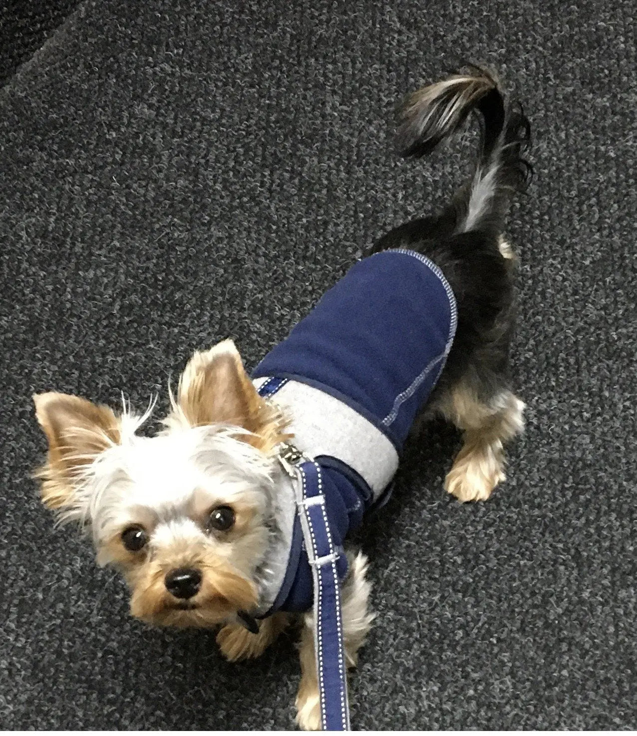 Teacup dog wearing sweater and flannel harness set