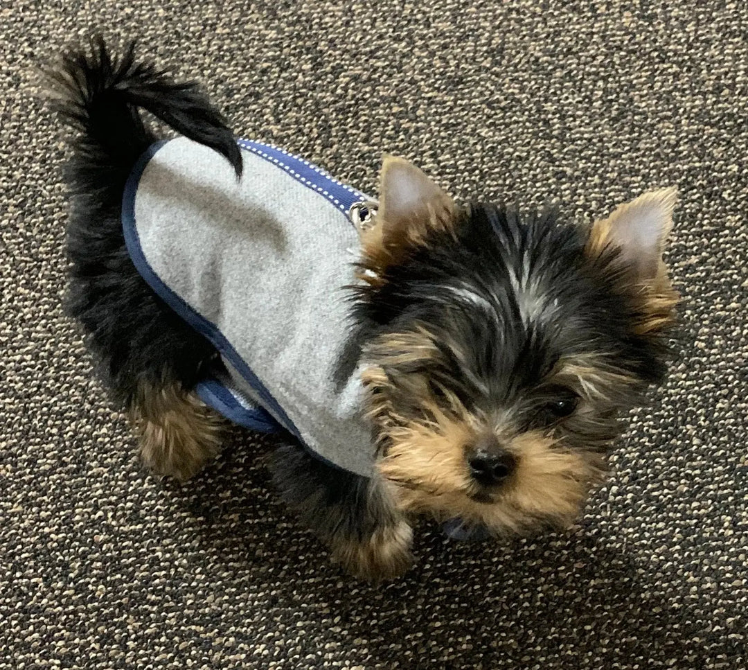 Miniature yorkie clothes best sale