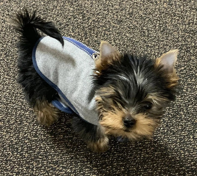 gray flannel teacup tiny dog winter coat in navy on a yorkie