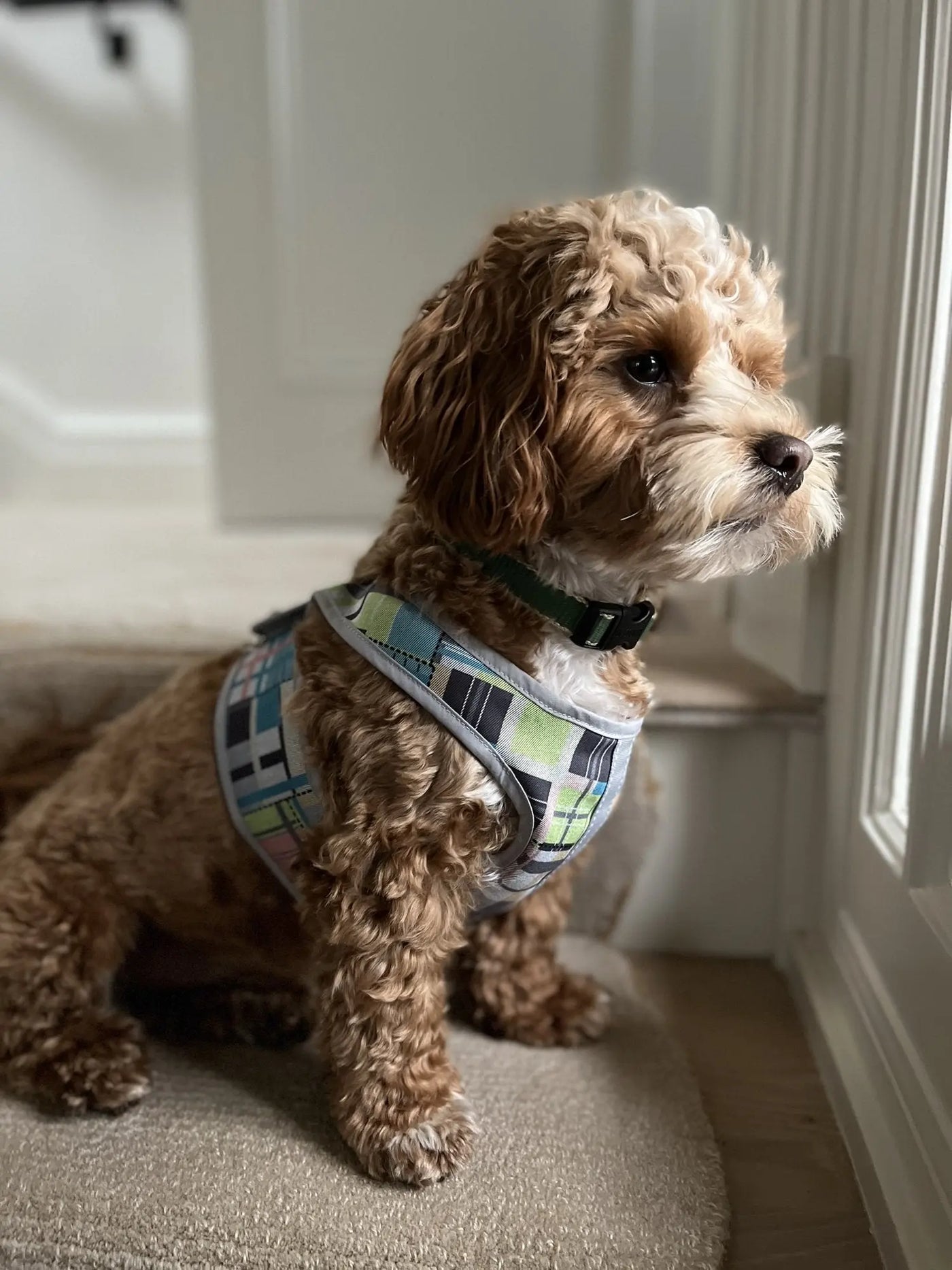 Adding velcro patches to your dog harness 