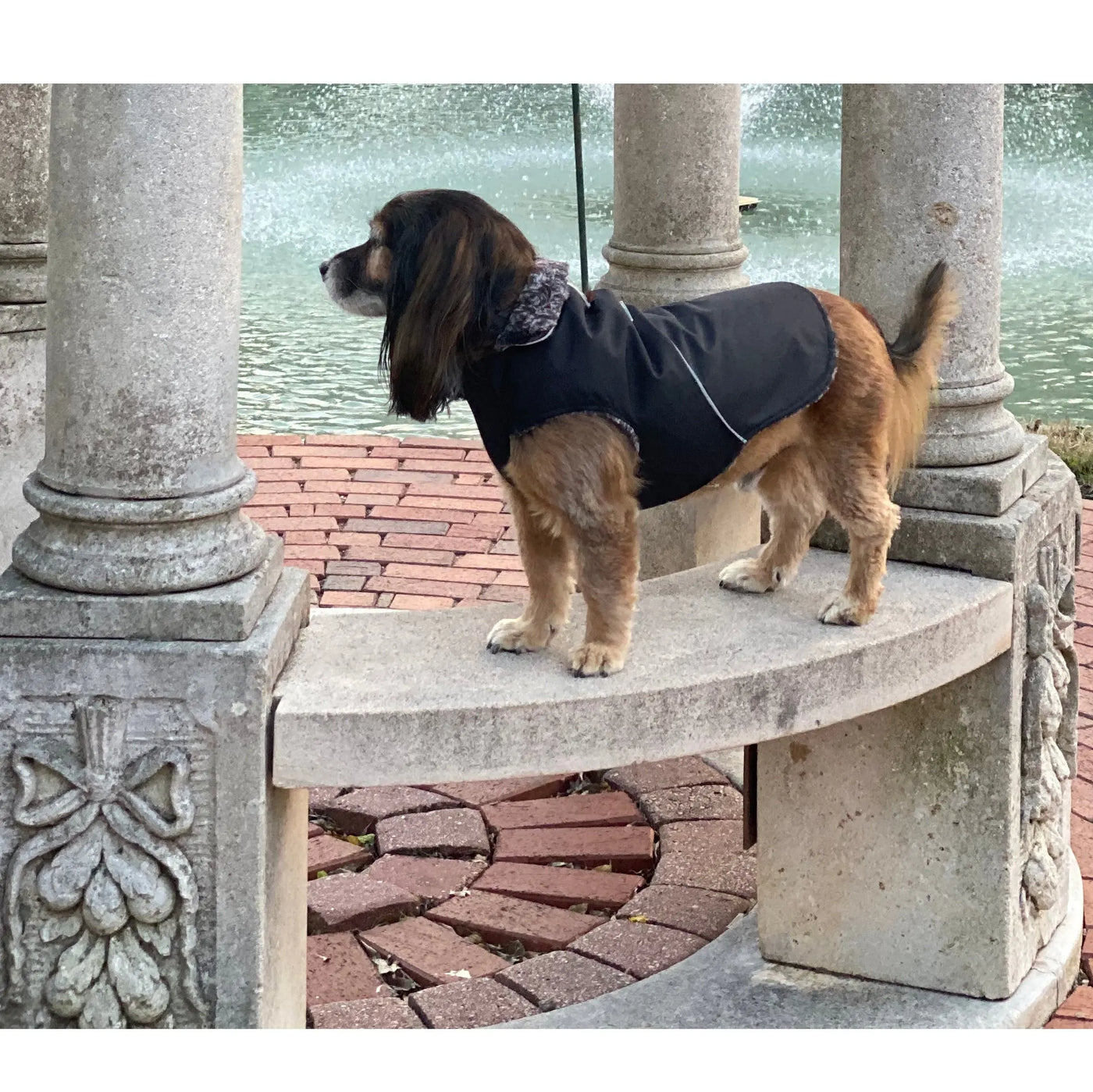 Mighty Dog Coat on a dog standing on a step