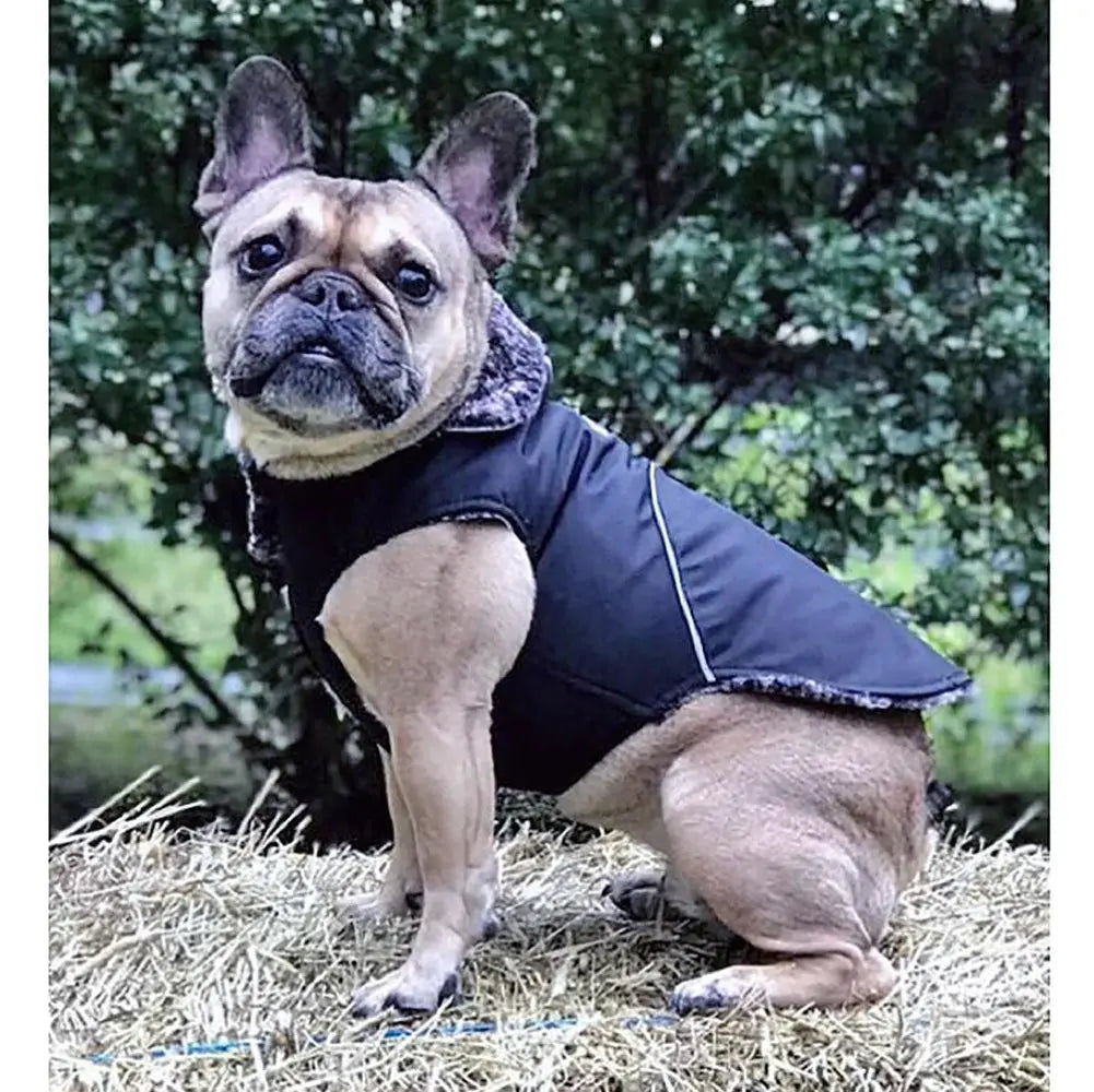Mighty Dog Coat on a french bulldog