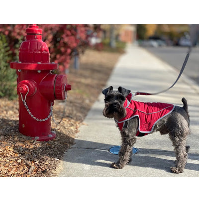 Precision Fit Dog Parka Red Dog standing by a hydrant